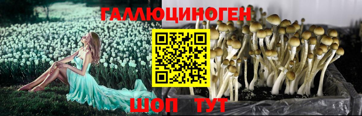 Псилоцибиновые грибы Psilocybe Кореновск